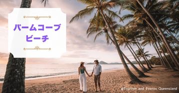 ■パームコーブ■：イメージ