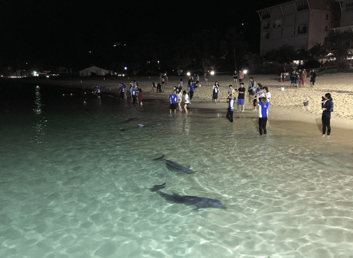 ジェトスター航空直行便で行くモートン島＆ゴールドコースト！：イメージ