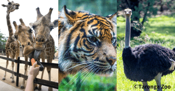 タンガ動物園_シドニー